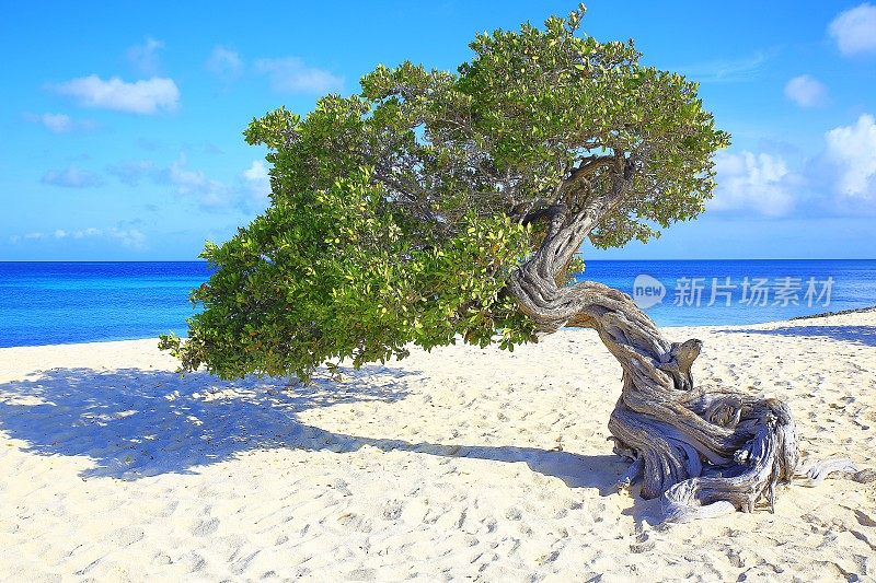 热带海滩阿鲁巴与孤独Divi Divi热带树，夏季天堂，阿鲁巴-荷属安的列斯群岛，加勒比海
